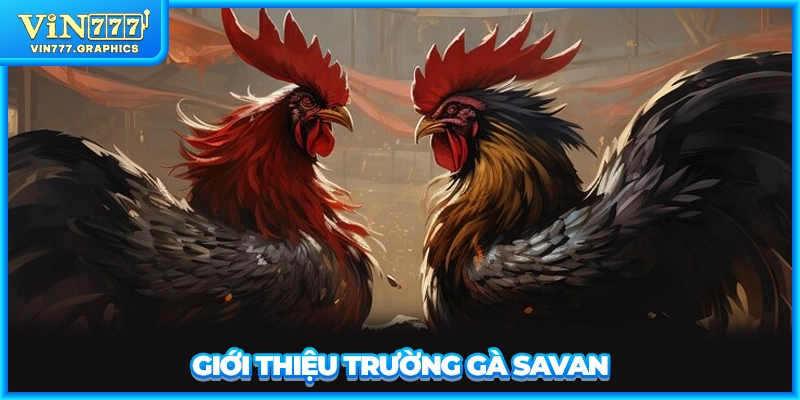 Giới thiệu trường gà Savan