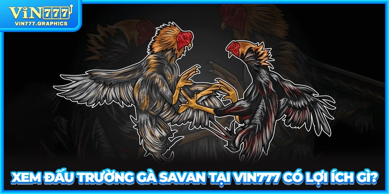 Xem đấu trường gà Savan tại VIN777 có lợi ích gì?